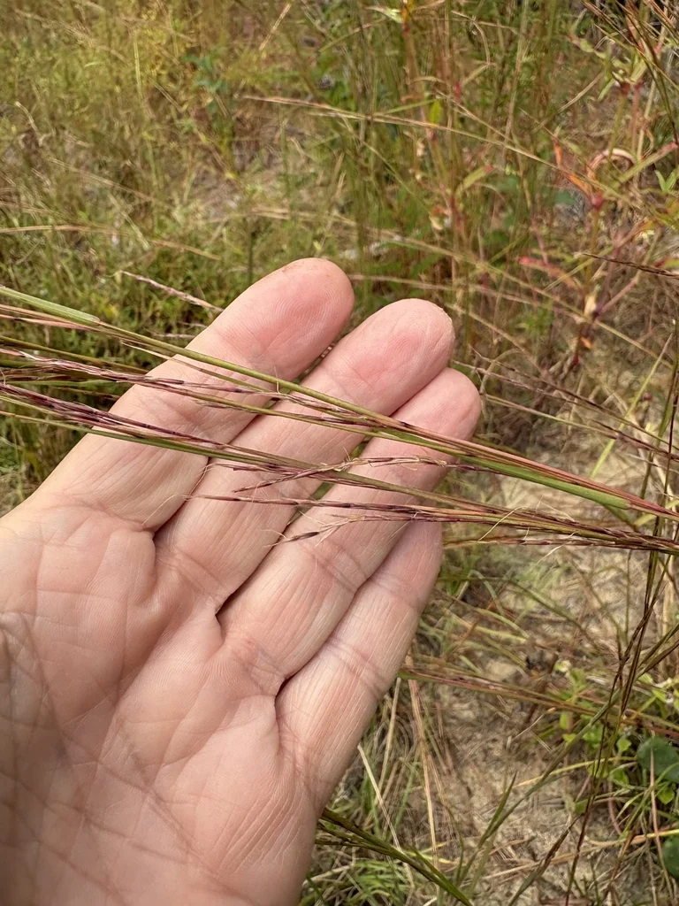 Schizachyrium scoparium