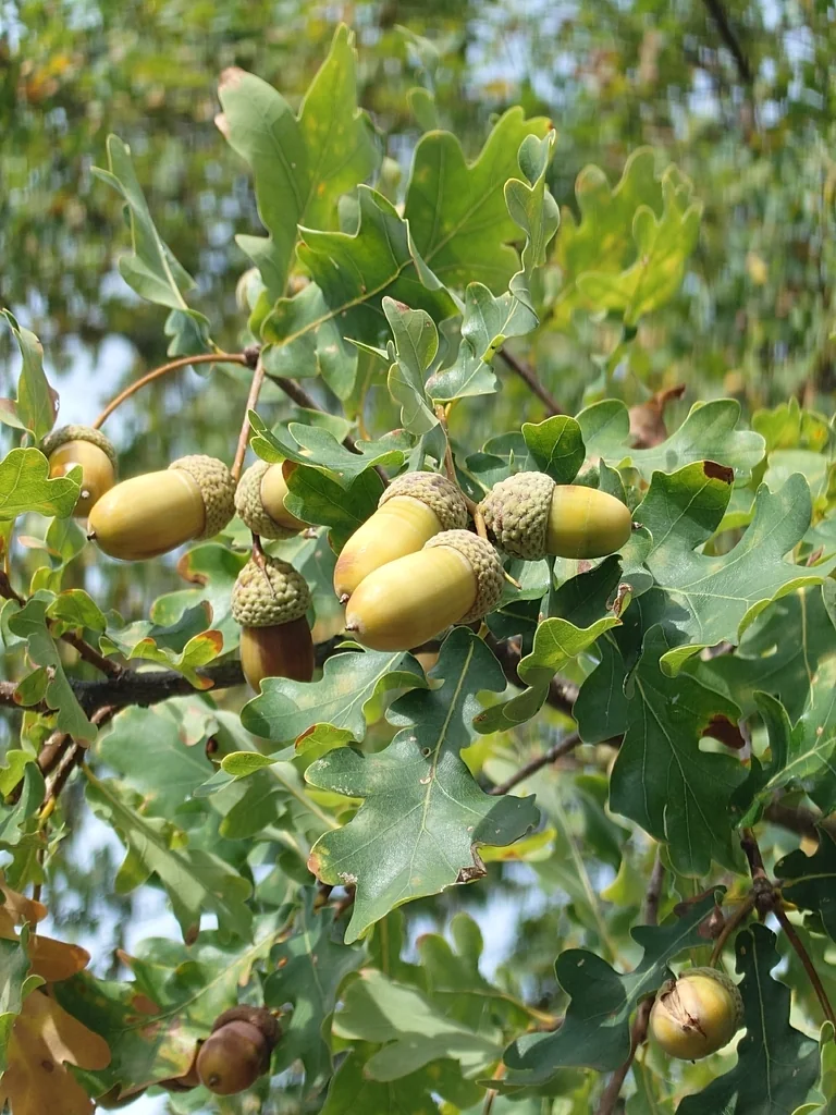Quercus Robur