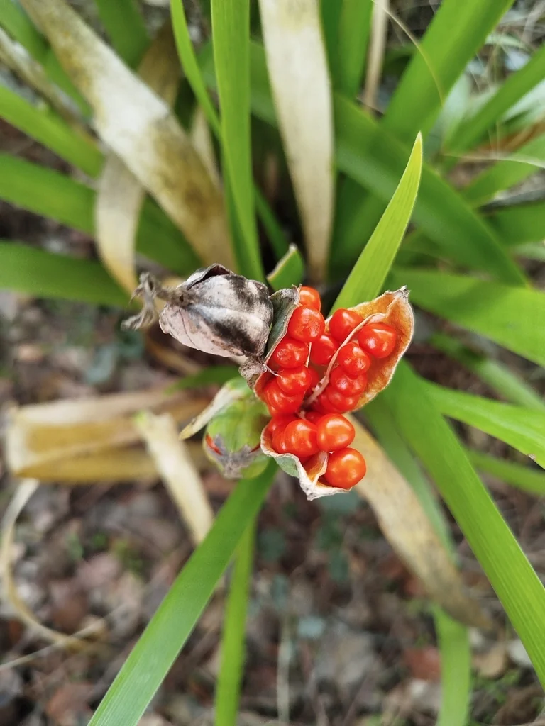 Iris Foetidissima