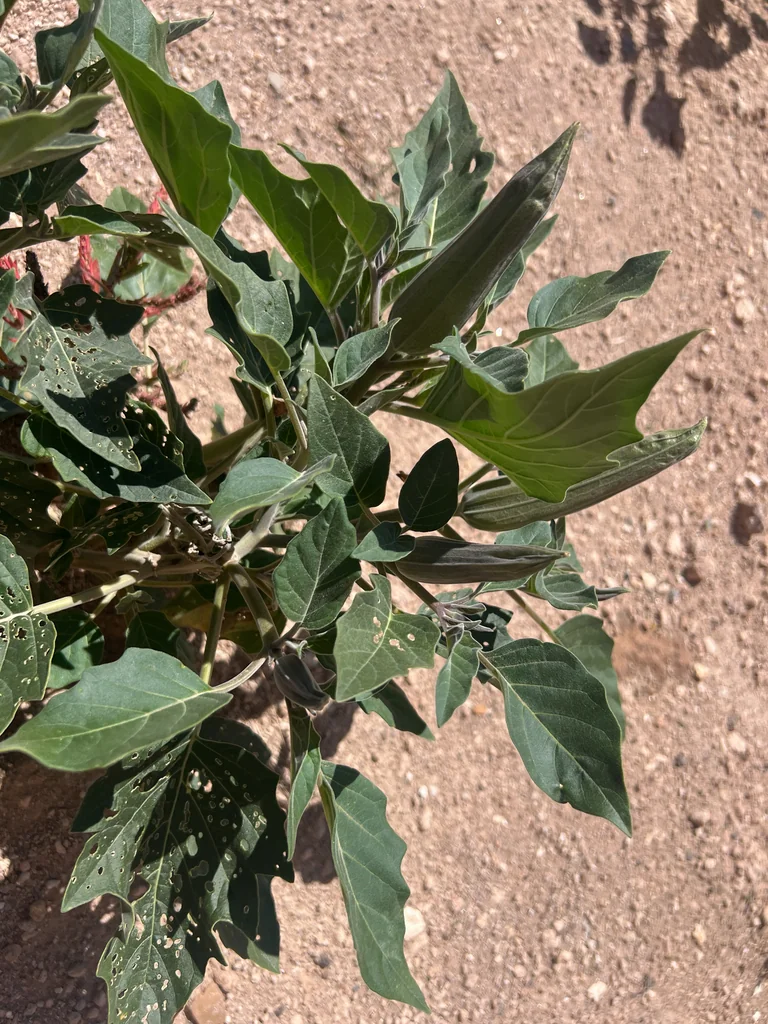 Datura wrightii