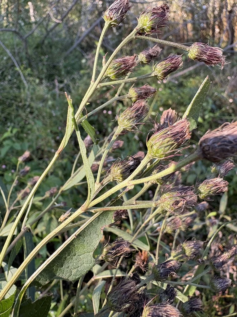 Vernonia Noveboracensis