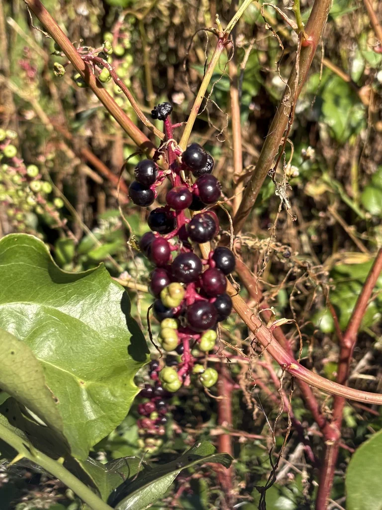 Phytolacca Americana