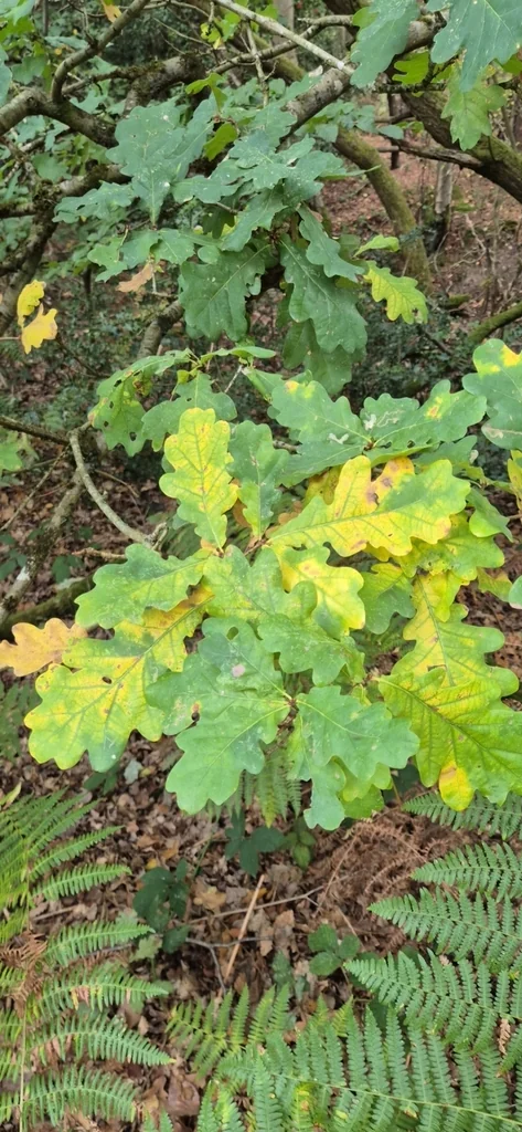 Quercus Robur