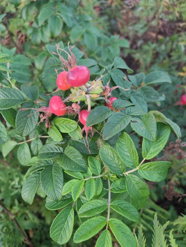 Rosa Rugosa