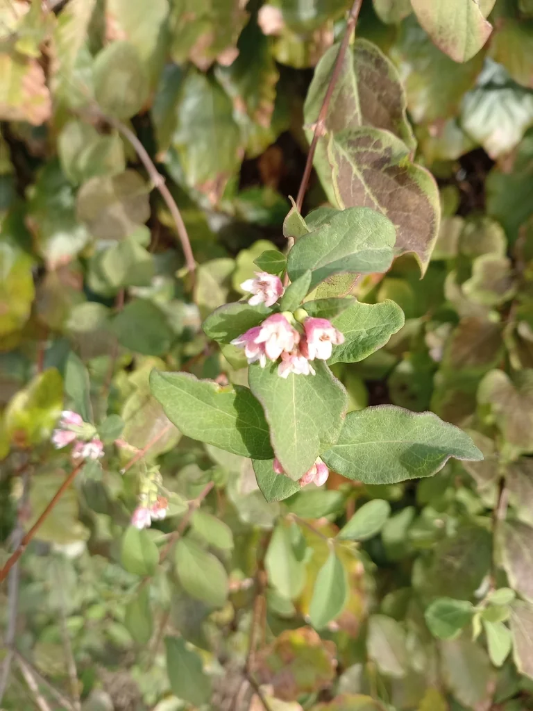 Symphoricarpos Albus