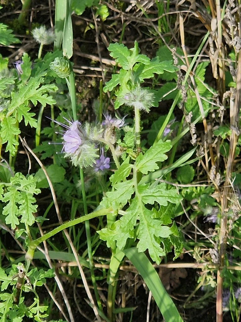 Phacelia Tanacetifolia