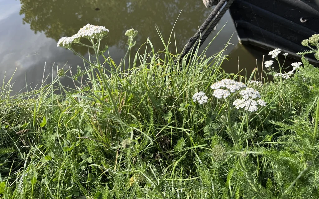 Achillea Millefolium