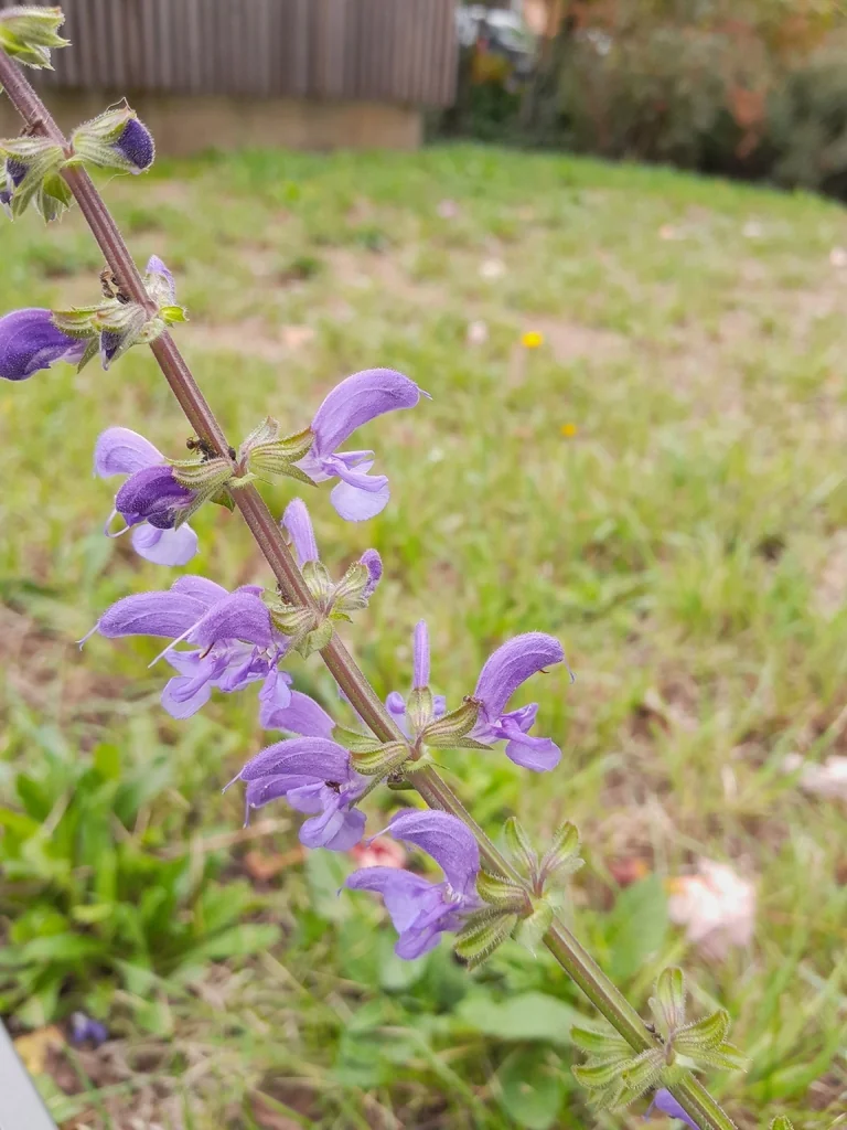 Salvia Pratensis