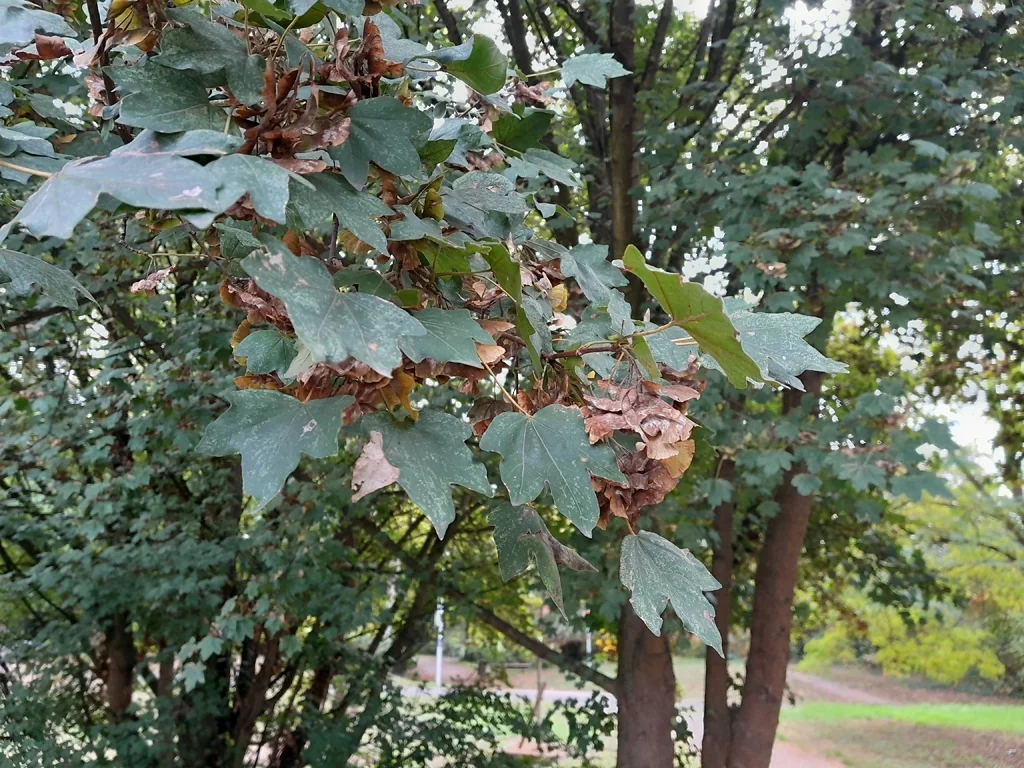Acer Pseudoplatanus