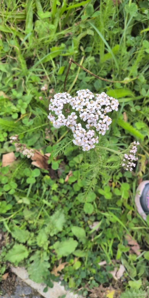 Achillea Millefolium