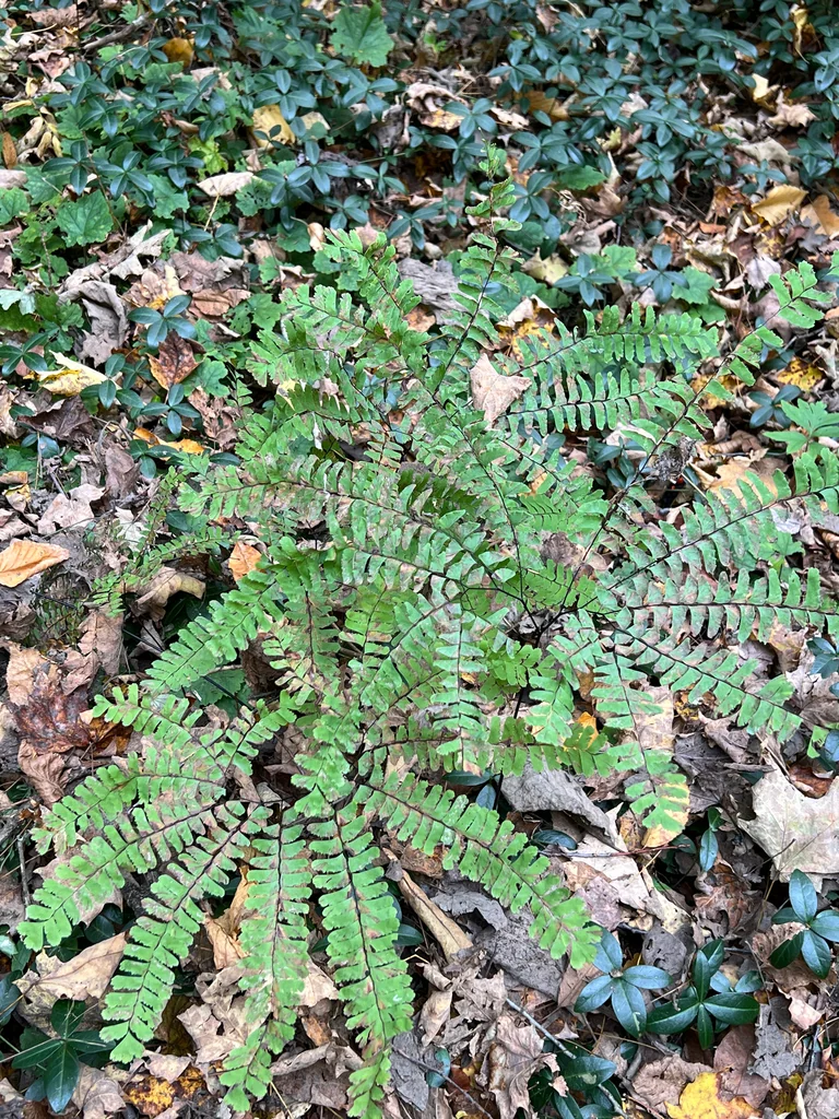 Adiantum Pedatum