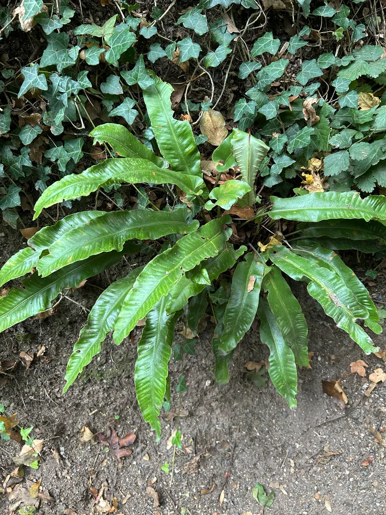 Asplenium Scolopendrium