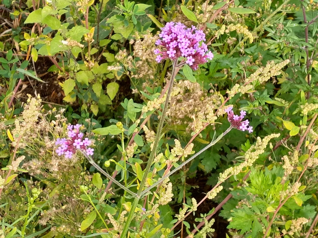 Verbena Bonariensis