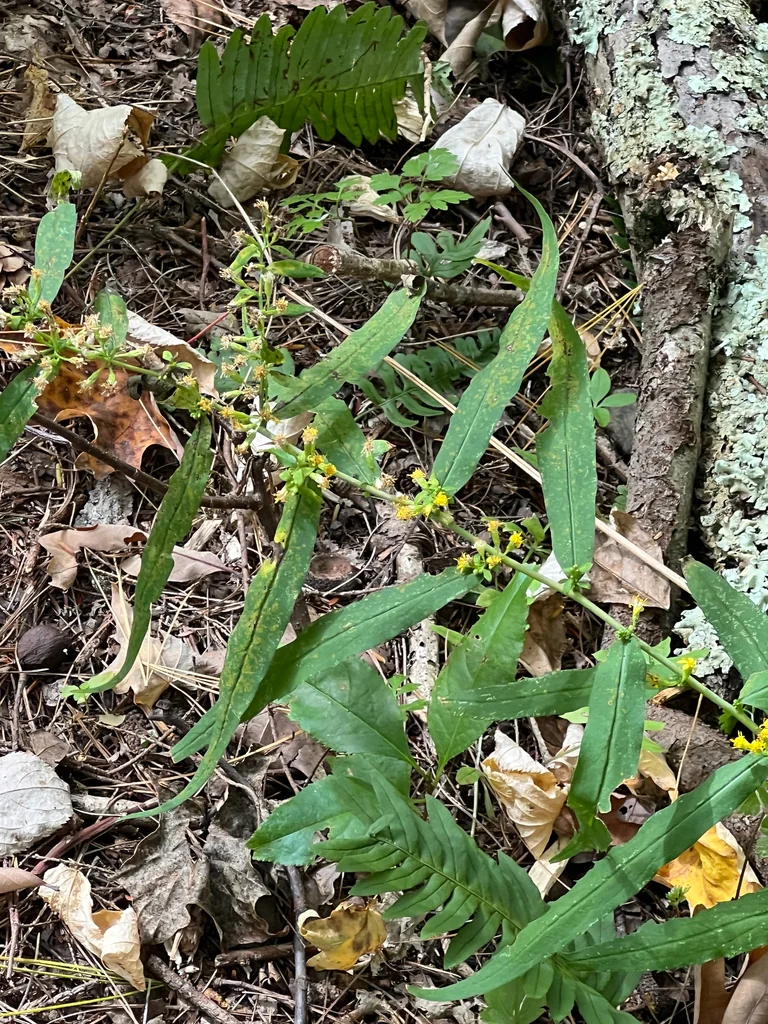 Solidago Caesia