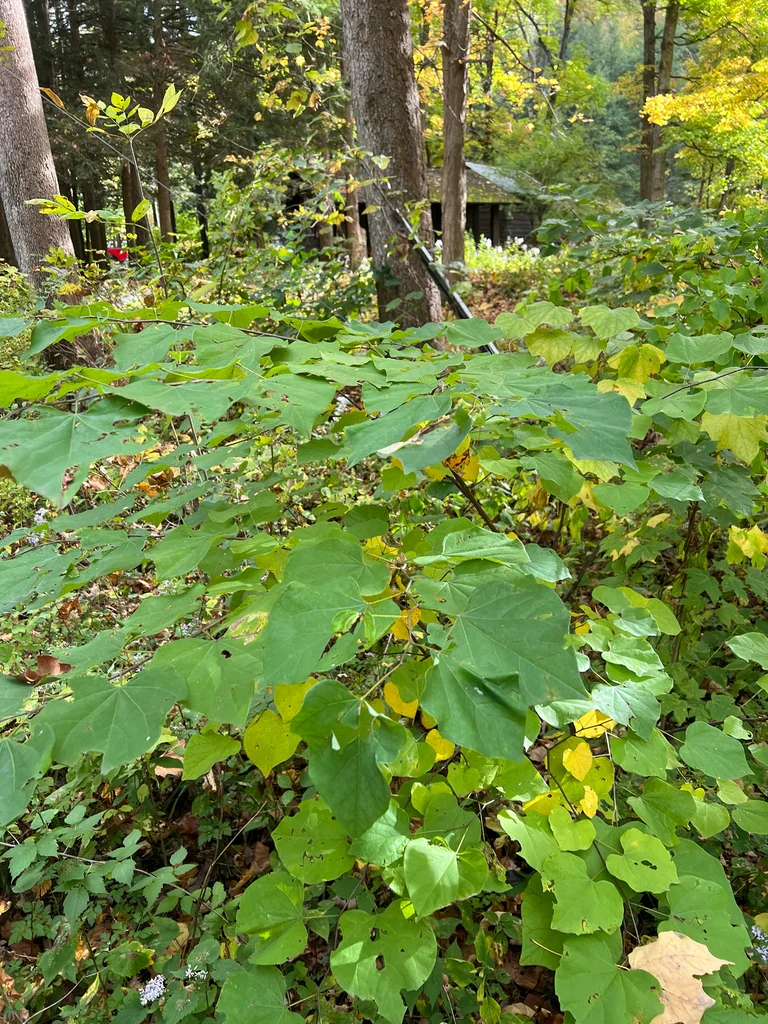 Cercis Canadensis