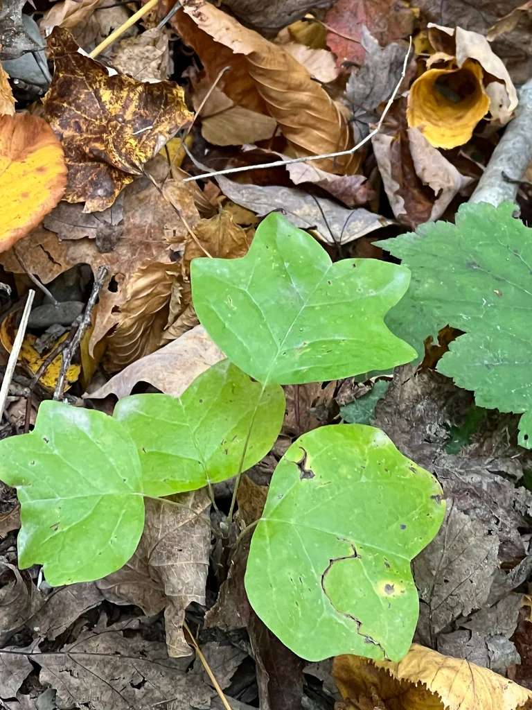 Liriodendron Tulipifera