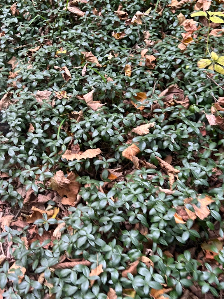 Vinca Minor