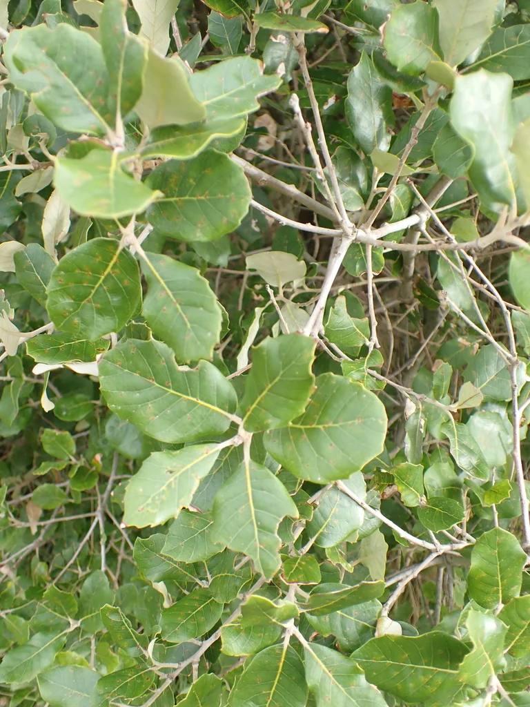 Quercus Ilex