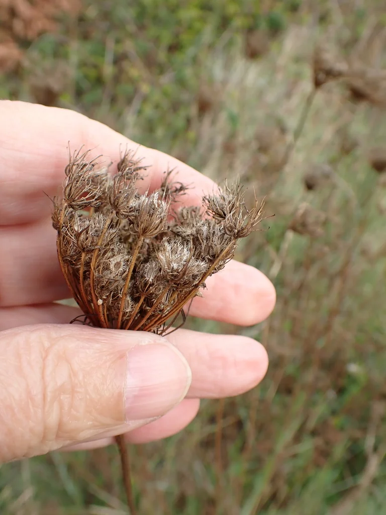 Daucus Carota