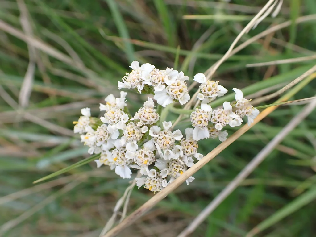 Achillea Millefolium