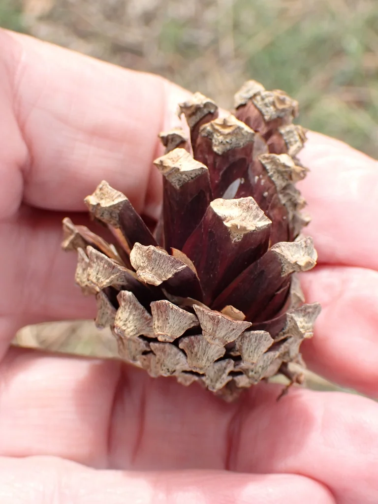 Pinus Sylvestris