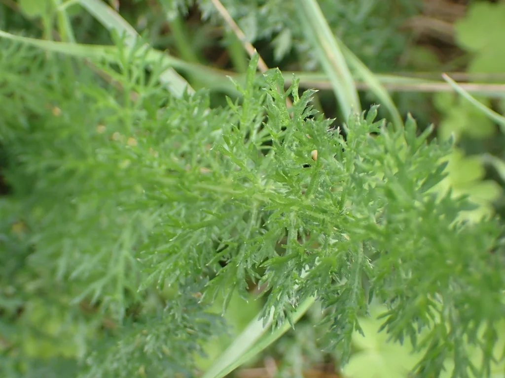 Achillea Millefolium