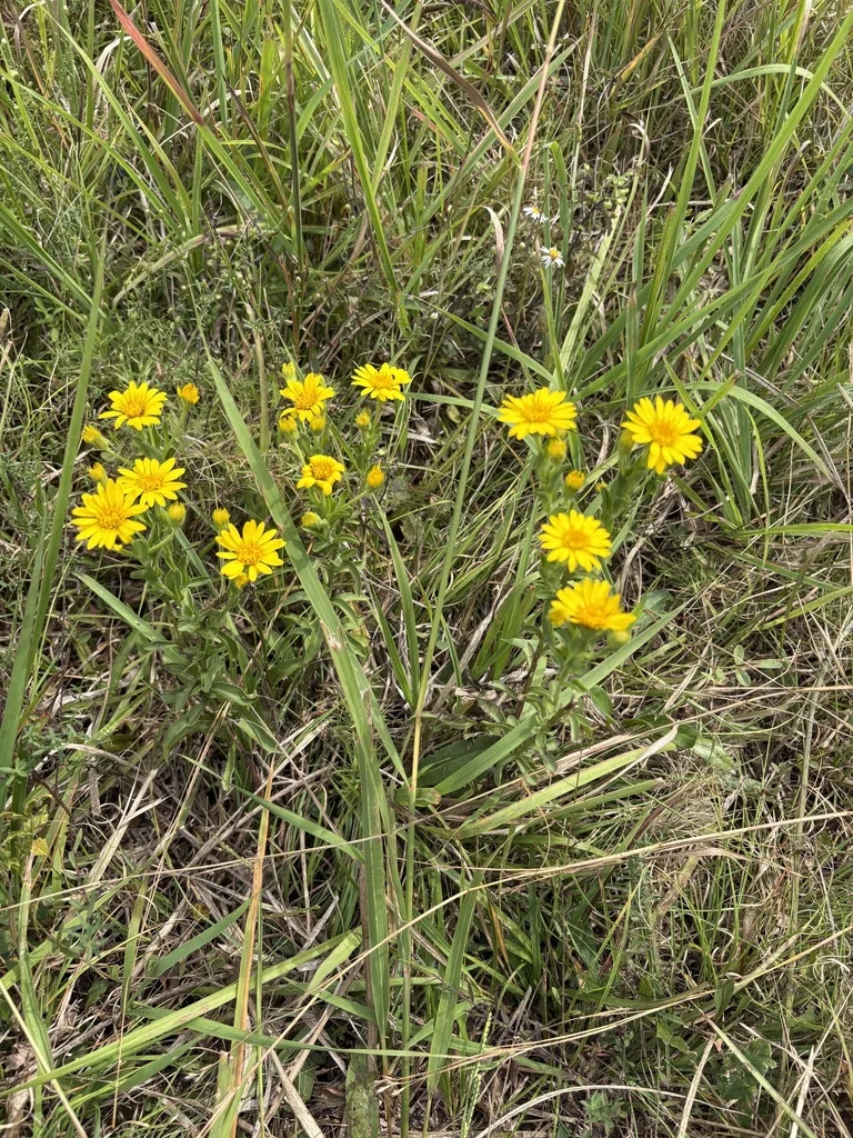 Chrysopsis Mariana