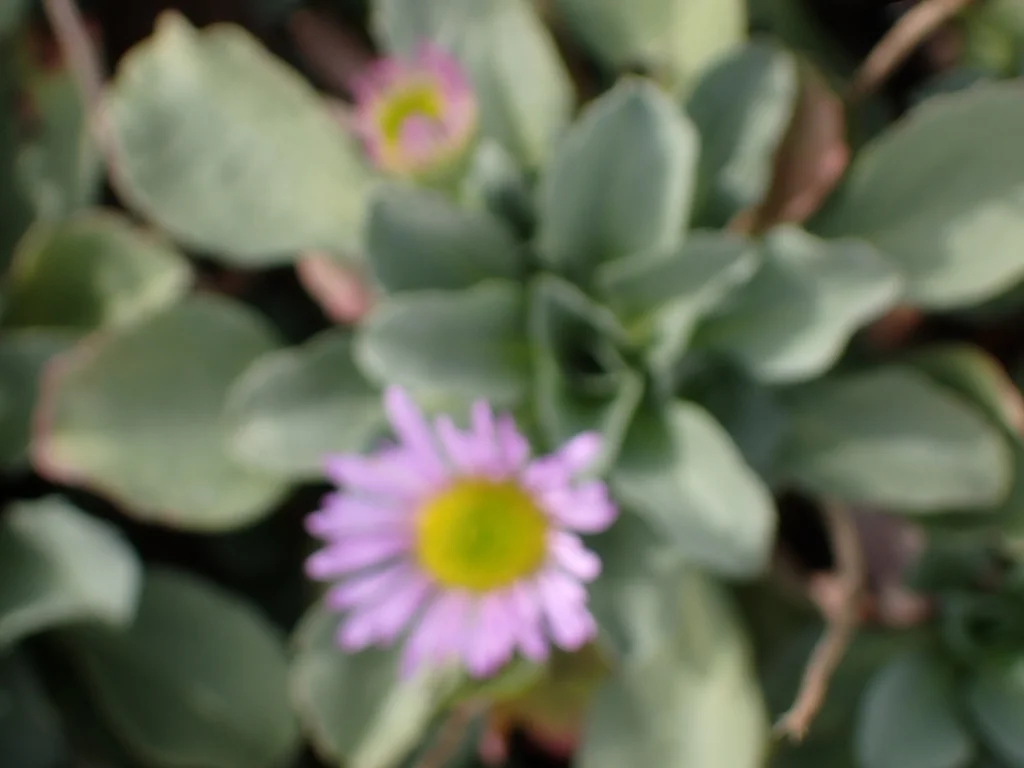 Erigeron Glaucus