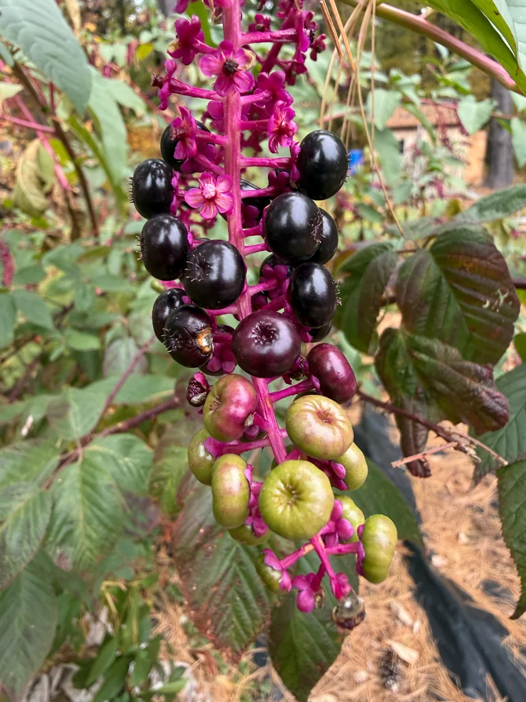 Phytolacca Americana