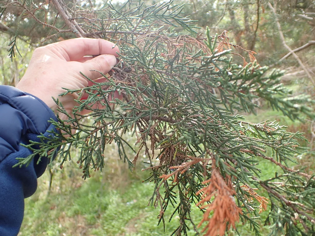 Cupressus Macrocarpa