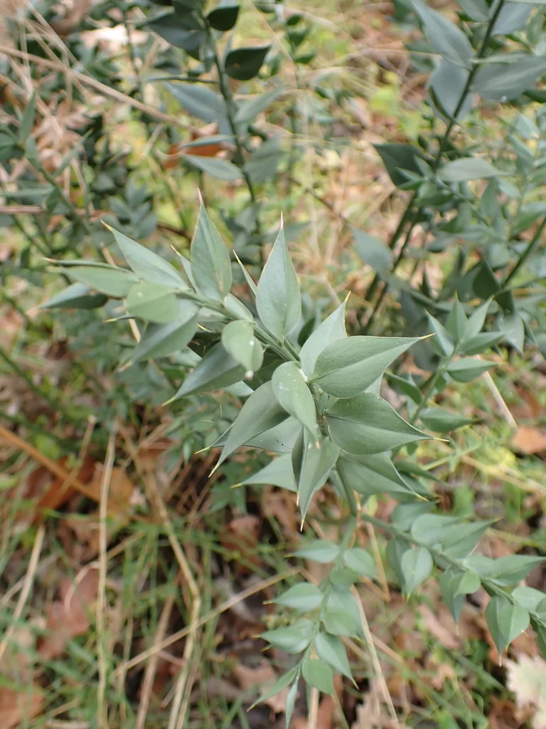 Ruscus Aculeatus