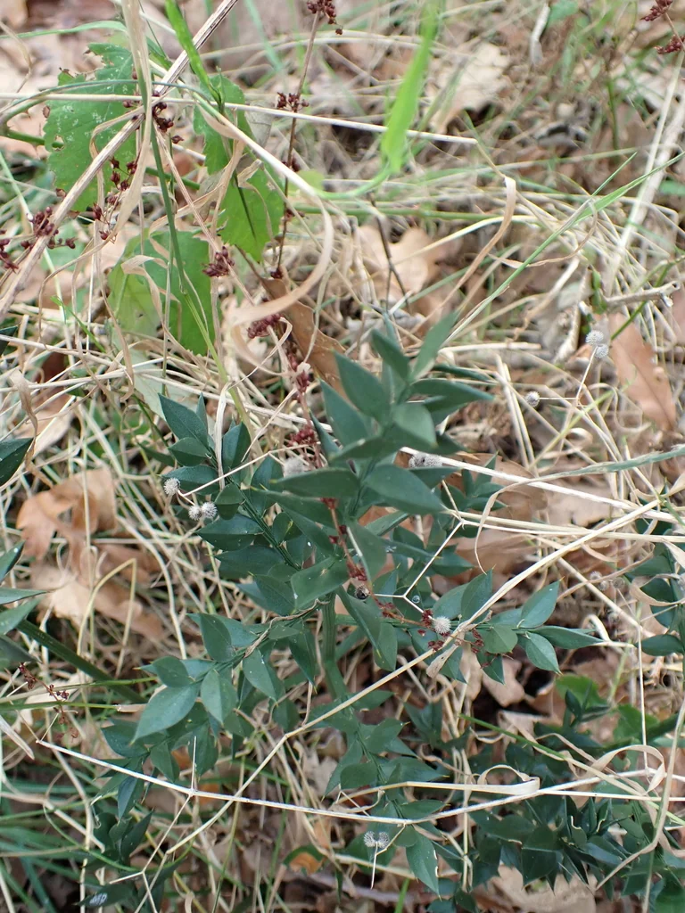 Ruscus Aculeatus