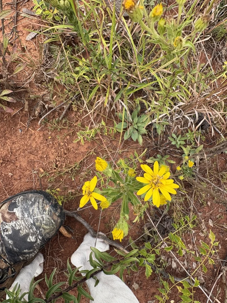 Chrysopsis Mariana