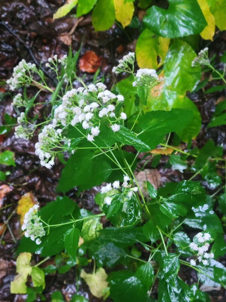 Ageratina Altissima
