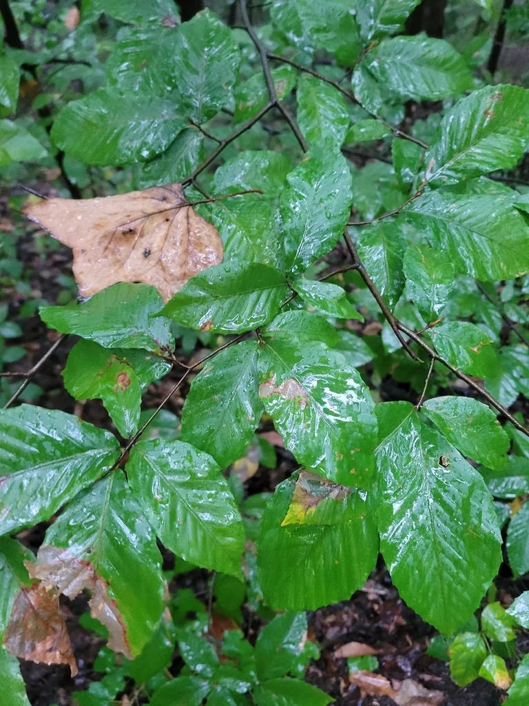 Fagus grandifolia