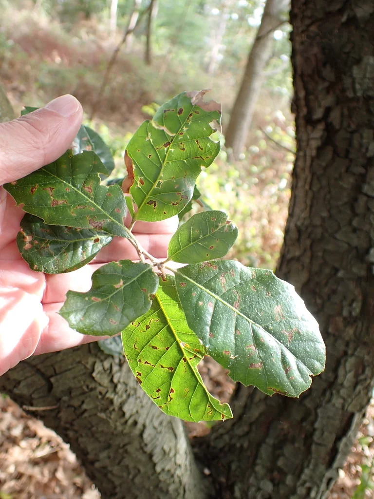 Quercus Ilex