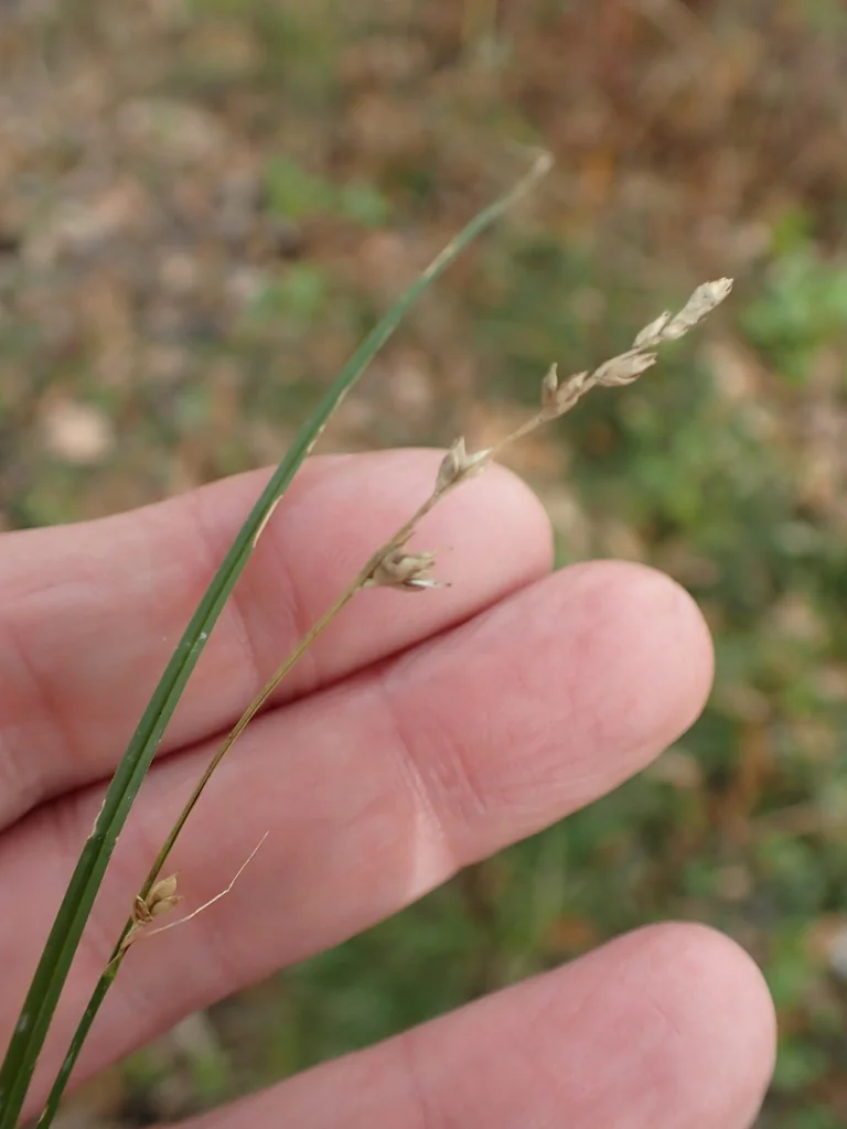 Carex Divulsa