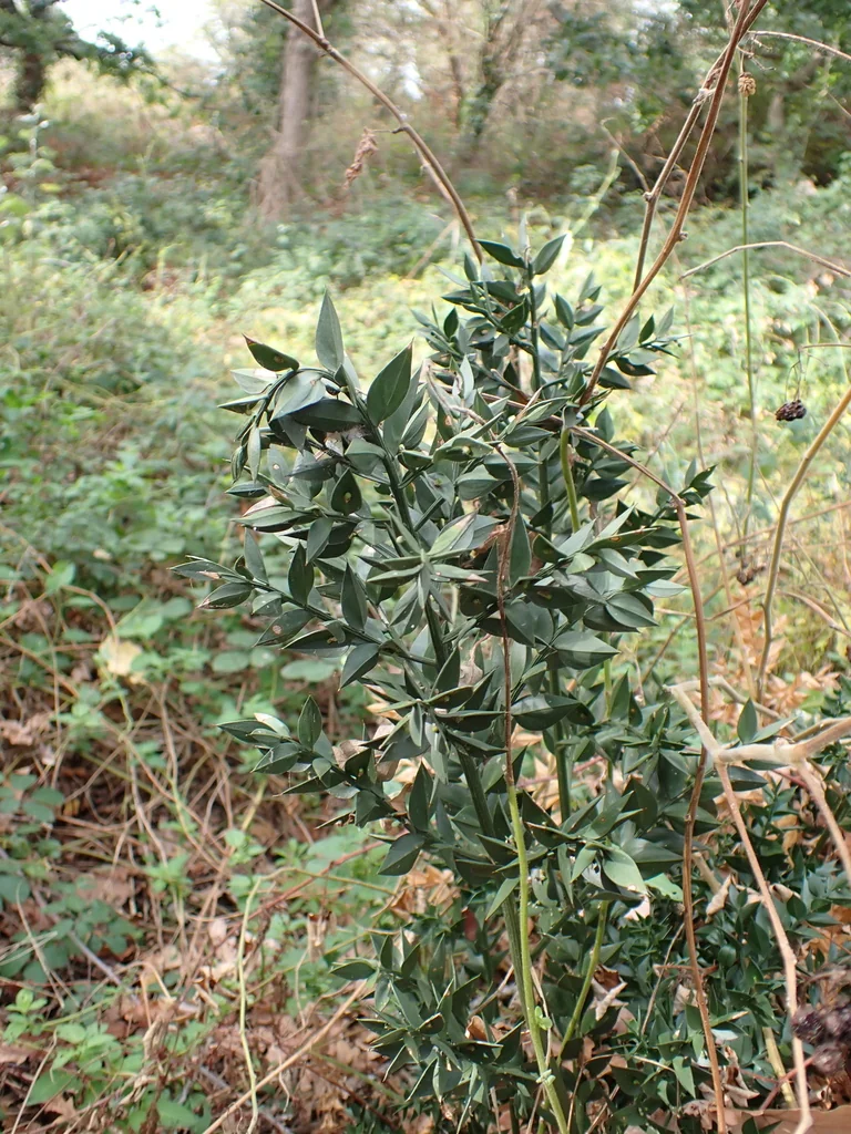 Ruscus Aculeatus