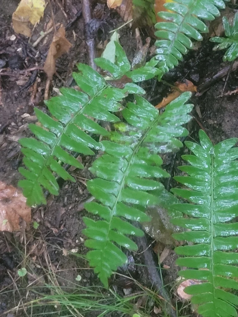 Polystichum Acrostichoides