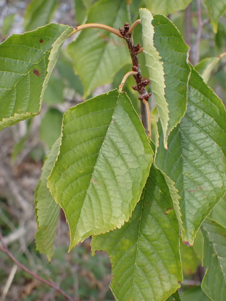 Prunus Avium