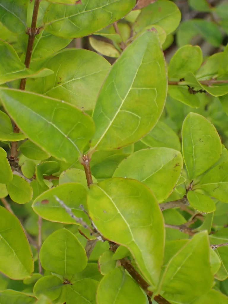 Ligustrum Ovalifolium