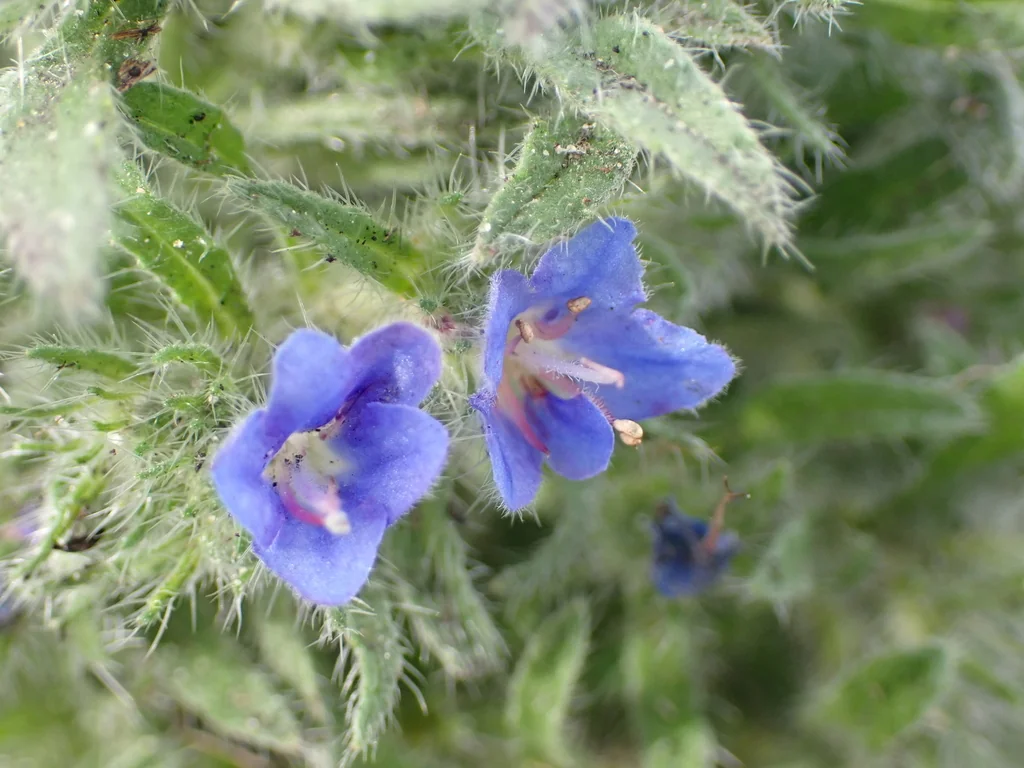 Echium Vulgare