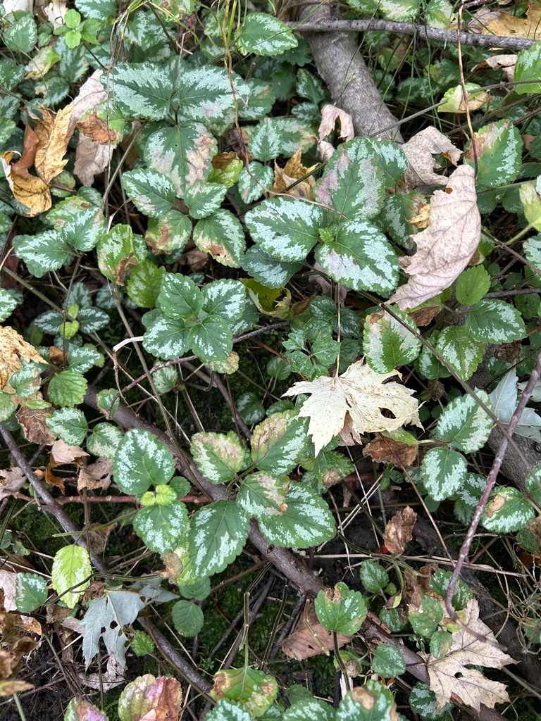 Lamium Galeobdolon