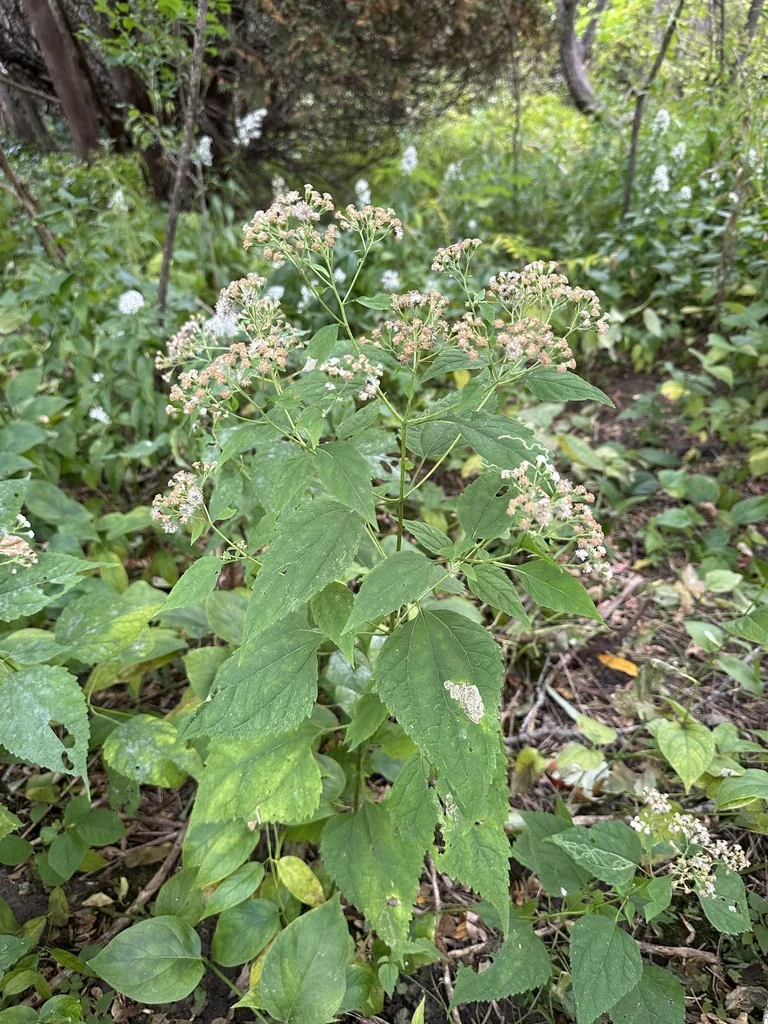 Ageratina Altissima