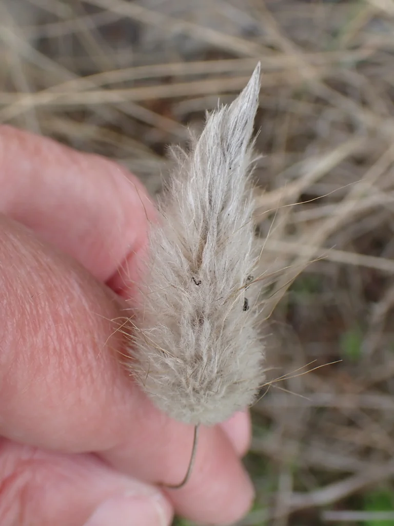 Lagurus Ovatus