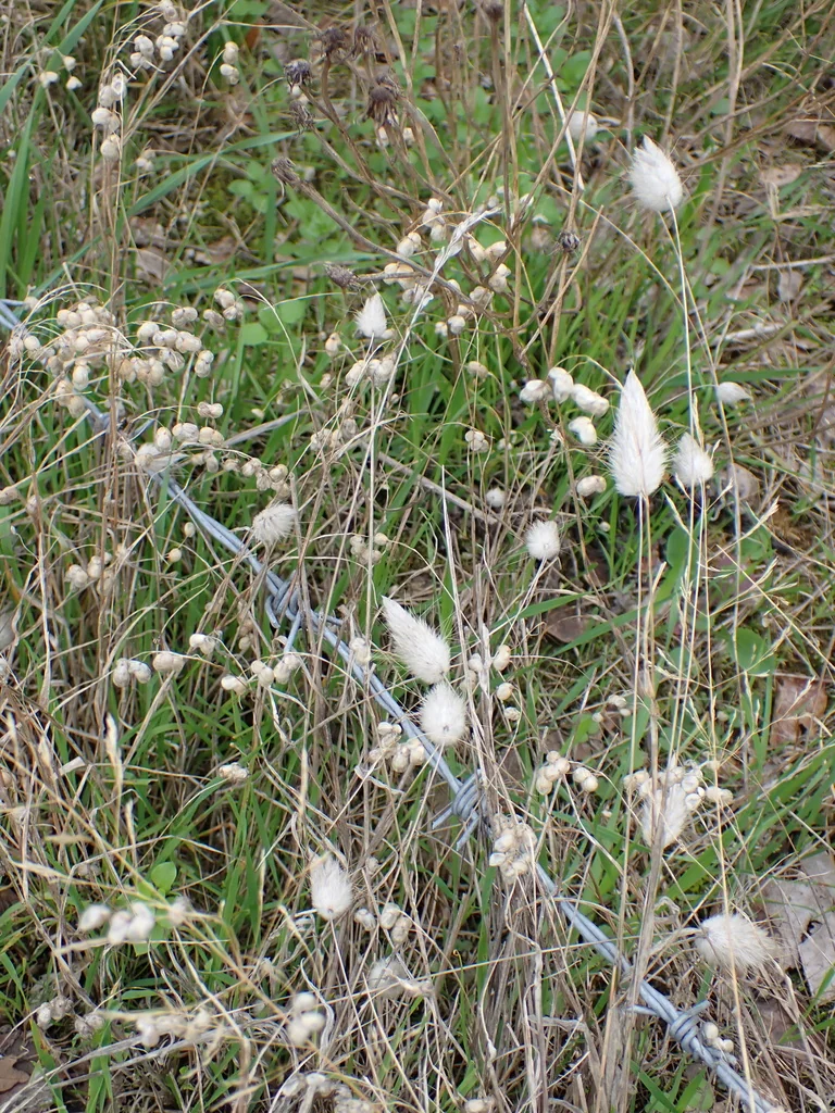 Lagurus Ovatus