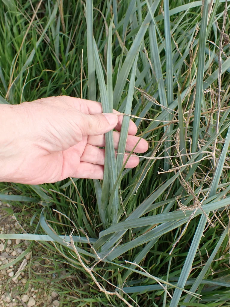 Leymus Arenarius