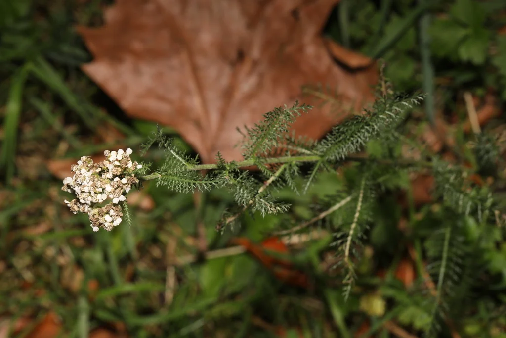 Achillea Millefolium