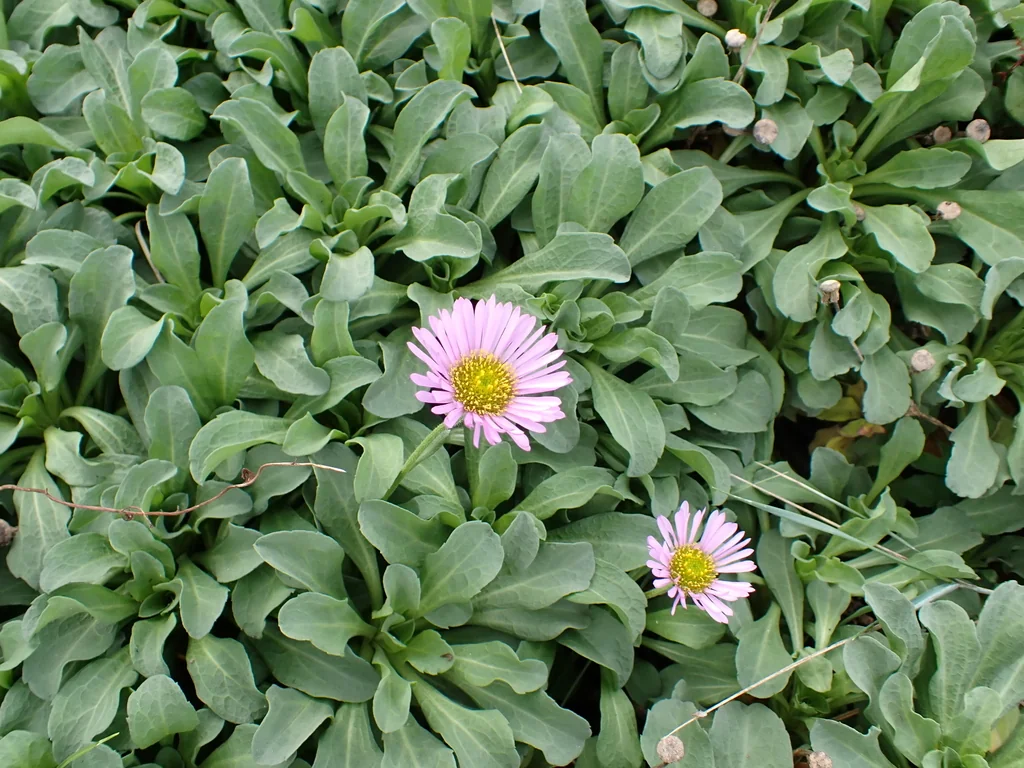 Erigeron Glaucus