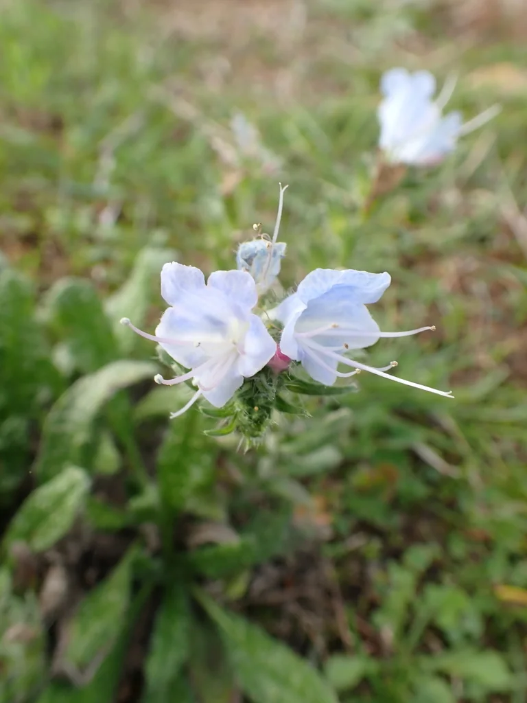 Echium Vulgare